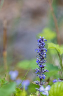 Yeşil arka planı olan mavi çiçek - sürünen Ajuga sürüngenleri