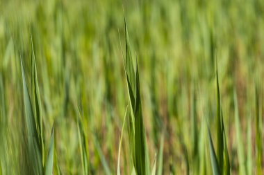 Bataklıkta yeşil kamış sapı. Fotoğraf tekniği arkaplanı bulanıklaştırıyor.