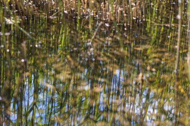 Bataklıktaki sazlıklar suya yansıyor. Arka planda güzel bir bokeh var. Su yüzeyi