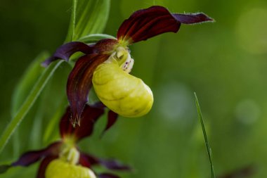 Güzel nadir bulunan çiçek orkidesi Terlik Orkidesi - Vahşi doğada Cypripedium kalceolus