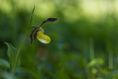 Güzel nadir bulunan çiçek orkidesi Terlik Orkidesi - Vahşi doğada Cypripedium kalceolus