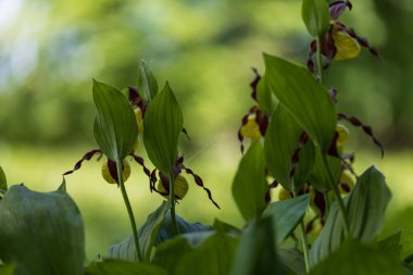 Güzel nadir bulunan çiçek orkidesi Terlik Orkidesi - Vahşi doğada Cypripedium kalceolus
