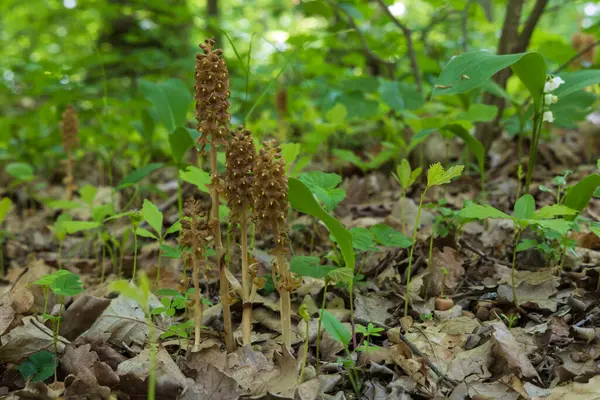 Güzel nadir çiçek orkidesi Kuş Yuvası Neottia nidus-avis vahşi doğada