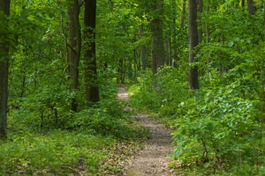 Ağaçların arasındaki orman yolu