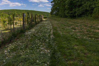 Meyve bahçesinin yakınındaki bir çayırda çimleri biçtim. Yerde biçilmiş karahindibalar var.