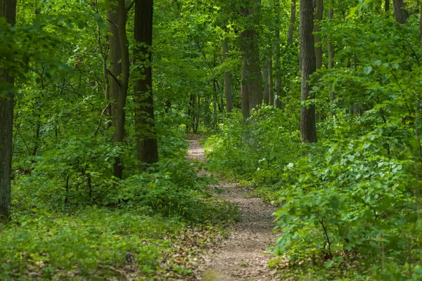 Ağaçların arasındaki orman yolu