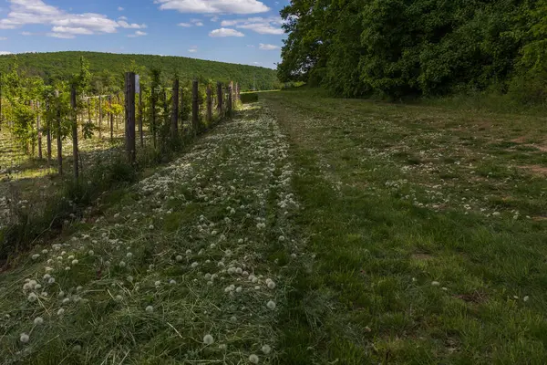Meyve bahçesinin yakınındaki bir çayırda çimleri biçtim. Yerde biçilmiş karahindibalar var.