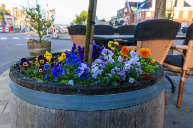 Güzel renkli çiçek açan nonoşlar gardda