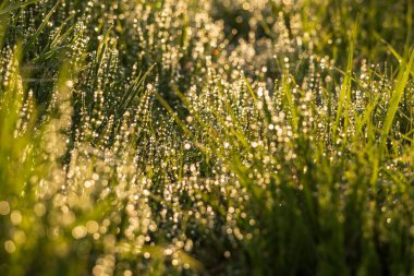 Sabah çiğ ile yeşil çimen şaşırtıcı bir bokeh oluşturur