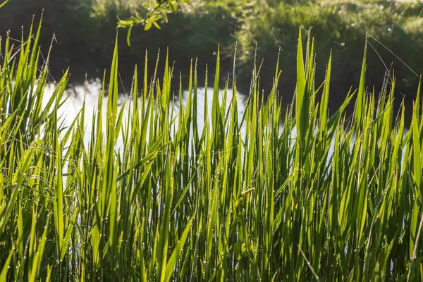 Sabah çiğ ile yeşil çimen şaşırtıcı bir bokeh oluşturur