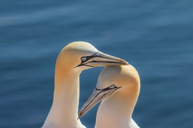 Vahşi deniz kuşu Büyük Siyah Kafalı Martı - Morus Bassanus Almanya 'nın Helgoland adasındaki bir kolonide