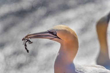 Vahşi deniz kuşu Büyük Siyah Kafalı Martı - Morus Bassanus Almanya 'nın Helgoland adasındaki bir kolonide