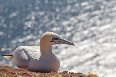 Vahşi deniz kuşu Büyük Siyah Kafalı Martı - Morus Bassanus Almanya 'nın Helgoland adasındaki bir kolonide