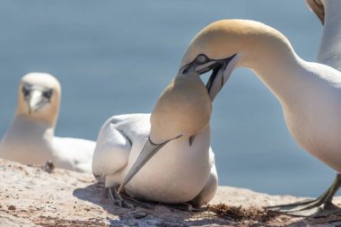 Vahşi deniz kuşu Büyük Siyah Kafalı Martı - Morus Bassanus Almanya 'nın Helgoland adasındaki bir kolonide