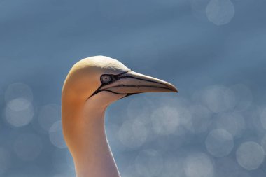Vahşi deniz kuşu Büyük Siyah Kafalı Martı - Morus Bassanus Almanya 'nın Helgoland adasındaki bir kolonide