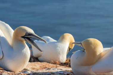 Vahşi deniz kuşu Büyük Siyah Kafalı Martı - Morus Bassanus Almanya 'nın Helgoland adasındaki bir kolonide