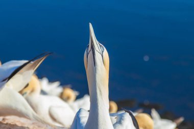 Vahşi deniz kuşu Büyük Siyah Kafalı Martı - Morus Bassanus Almanya 'nın Helgoland adasındaki bir kolonide