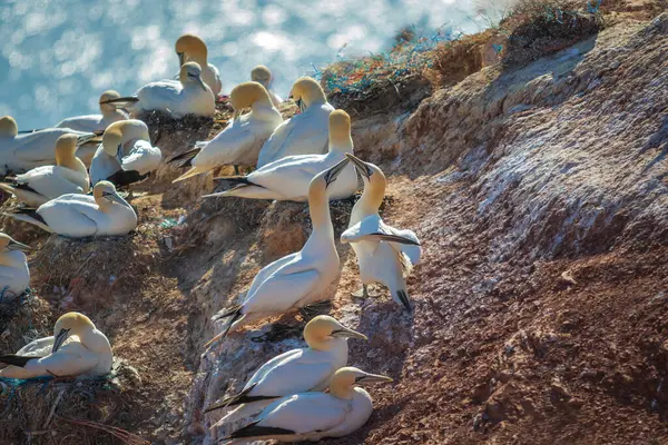 Vahşi deniz kuşu Büyük Siyah Kafalı Martı - Morus Bassanus Almanya 'nın Helgoland adasındaki bir kolonide