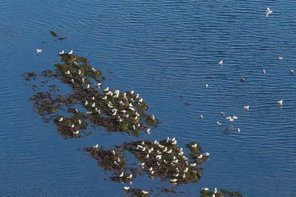 Vahşi deniz kuşu Büyük Siyah Kafalı Martı - Morus Bassanus Almanya 'nın Helgoland adasındaki bir kolonide