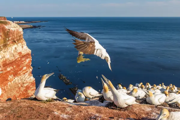 Vahşi deniz kuşu Büyük Siyah Kafalı Martı - Morus Bassanus Almanya 'nın Helgoland adasındaki bir kolonide