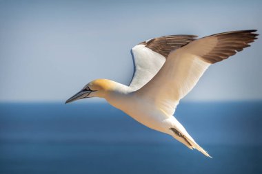 Vahşi deniz kuşu Büyük Siyah Kafalı Martı - Morus Bassanus Almanya 'nın Helgoland adasındaki bir kolonide