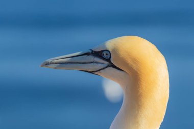 Vahşi deniz kuşu Büyük Siyah Kafalı Martı - Morus Bassanus Almanya 'nın Helgoland adasındaki bir kolonide
