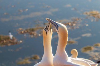 Vahşi deniz kuşu Büyük Siyah Kafalı Martı - Morus Bassanus Almanya 'nın Helgoland adasındaki bir kolonide