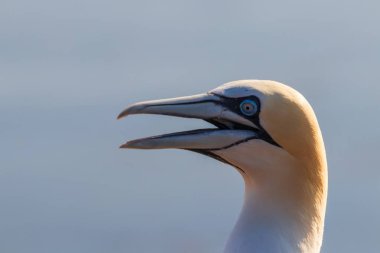 Vahşi deniz kuşu Büyük Siyah Kafalı Martı - Morus Bassanus Almanya 'nın Helgoland adasındaki bir kolonide