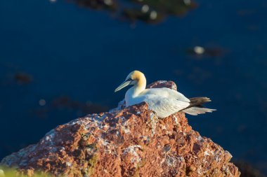 Vahşi deniz kuşu Büyük Siyah Kafalı Martı - Morus Bassanus Almanya 'nın Helgoland adasındaki bir kolonide