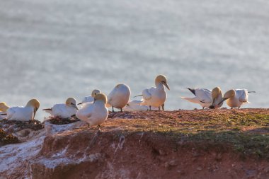 Vahşi deniz kuşu Büyük Siyah Kafalı Martı - Morus Bassanus Almanya 'nın Helgoland adasındaki bir kolonide