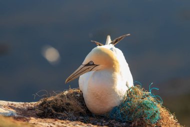 Vahşi deniz kuşu Büyük Siyah Kafalı Martı - Morus Bassanus Almanya 'nın Helgoland adasındaki bir kolonide