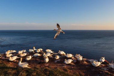 Vahşi deniz kuşu Büyük Siyah Kafalı Martı - Morus Bassanus Almanya 'nın Helgoland adasındaki bir kolonide
