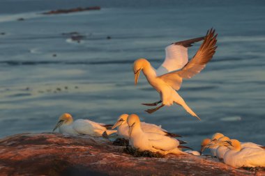 Vahşi deniz kuşu Büyük Siyah Kafalı Martı - Morus Bassanus Almanya 'nın Helgoland adasındaki bir kolonide