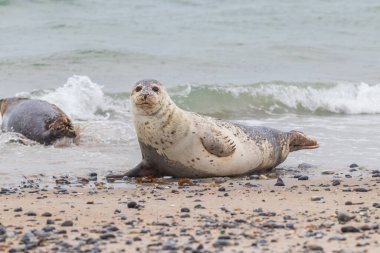 Foca vitulina - Liman Mührü - Almanya 'daki Dune adasında ve denizde. Vahşi foto.