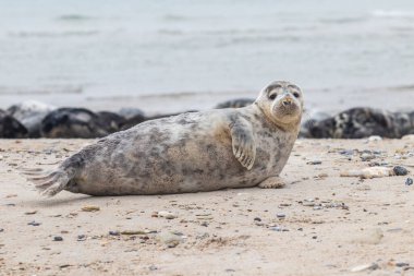 Foca vitulina - Liman Mührü - Almanya 'daki Dune adasında ve denizde. Vahşi foto.