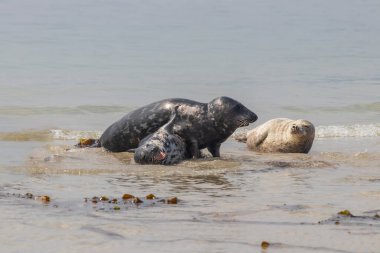 Foca vitulina - Liman Mührü - Almanya 'daki Dune adasında ve denizde. Vahşi foto.