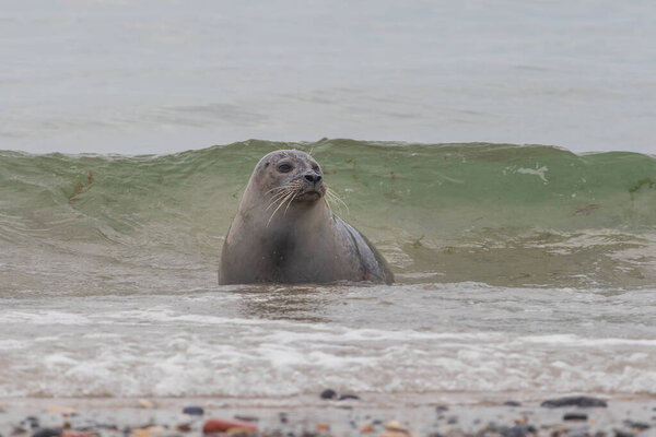 Phoca vitulina - Harbor Seal - on the beach and in the sea on the island of Dune in Germany. Wild foto