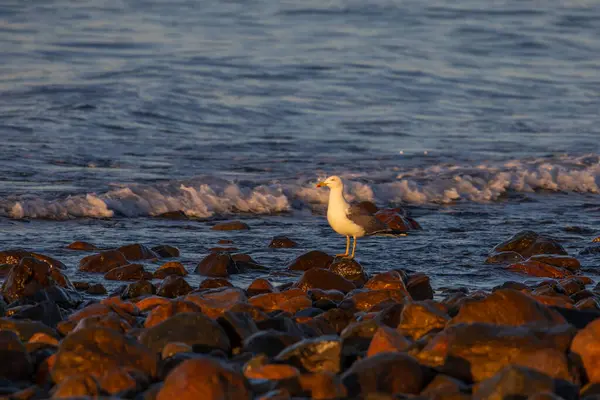 El Veril plajı. Beverly Park, Relaxia, Gran Canaria, İspanya 'da akşam manzarası