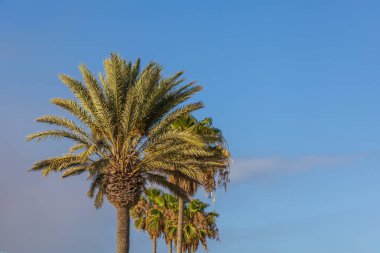 Maspaloma 'daki çöl manzarası ve kum tepeleri. Kum tepeleri ve deniz manzarası. Gran Kanarya Adası İspanya