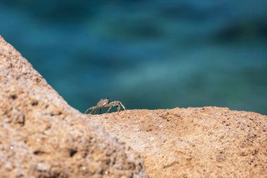 Deniz hayvanı Yengeç - Brachyura deniz kıyısındaki bir kayaya tırmanıyor