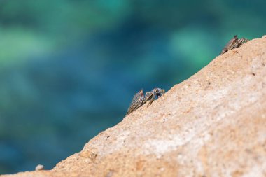 Deniz hayvanı Yengeç - Brachyura deniz kıyısındaki bir kayaya tırmanıyor