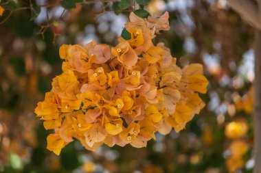 Gran Canaria İspanya 'daki Mogan kasabasındaki evlerin önünde güzel renkli çiçekler.