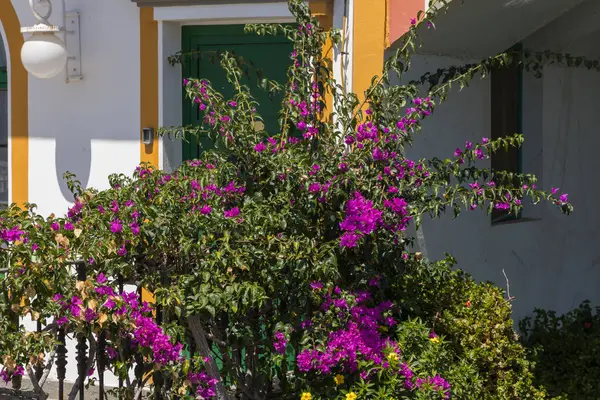 Gran Canaria İspanya 'daki Mogan kasabasındaki evlerin önünde güzel renkli çiçekler.