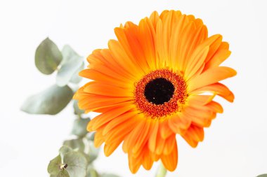 Kesilmiş çiçek. Beyaz arka planda turuncu güzel Gerbera