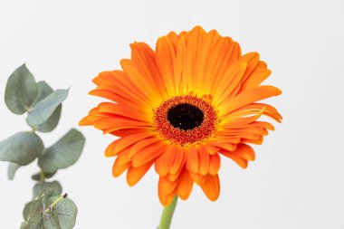 Kesilmiş çiçek. Beyaz arka planda turuncu güzel Gerbera