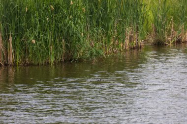 Yeşil bacaklı tavuk - Gallinula kloropus bir göletin yüzeyinde yüzer