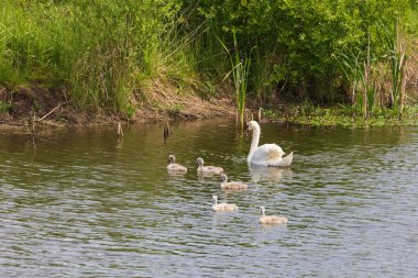 Yetişkin bir kuğu ve yavru kuğuları bir göletin yüzeyinde yüzerler.