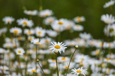 Daisy - çiçek açan, çayırda sarı merkezli beyaz çiçek