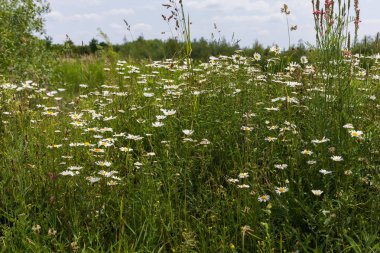 Daisy - çiçek açan, çayırda sarı merkezli beyaz çiçek