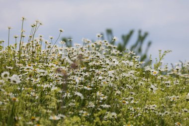 Daisy - çiçek açan, çayırda sarı merkezli beyaz çiçek